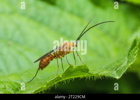 Extreme Makroaufnahmen von Insekten Stockfoto