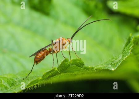Extreme Makroaufnahmen von Insekten Stockfoto