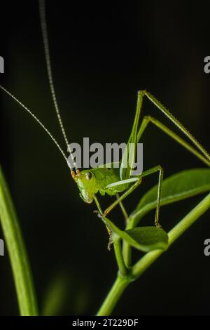 Extreme Makroaufnahmen von Insekten Stockfoto