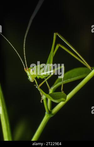 Extreme Makroaufnahmen von Insekten Stockfoto