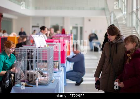 19. März 2023. Weißrussland. Östliche Region. Katzenausstellung. Besuche und Züchter bei der Katzenausstellung. Stockfoto