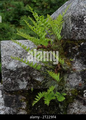 Die gemeinsame Polypodie Polypodium vulgare wächst zwischen Mauersteinen Stockfoto