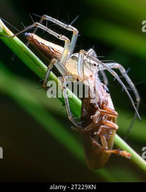 Spider Extreme Nahaufnahme Stockfoto