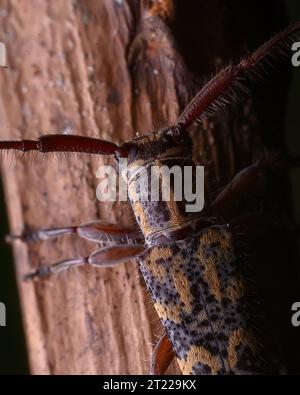 Extreme Makroaufnahmen von Insekten Stockfoto