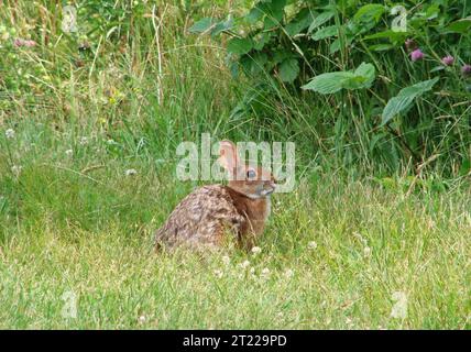 Im Crescent Beach State Park in Maine wird ein Kaninchen aus New England gesichtet. Diese Art ist in der Region beheimatet und stützt sich auf dichte Sträucher und junge Wälder als Unterschlupf und Nahrung. Stockfoto