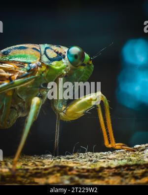 Extreme Makroaufnahme von Cricket Stockfoto