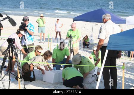 12. Juli 2010: Die USFWS-Biologin Dianne Ingram arbeitet mit Save the Beach Volunteers zusammen, um ein Meeresschildkrötennest auszugraben. Foto von Barbara Maxfield, USFWS. Themen: Deepwater Horizon Ölpest; Mitarbeiter (USFWS); Reptilien; Umzug. Lage: Alabama. Stockfoto