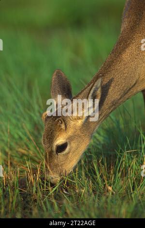 Kegelhirsch weidet in hohen Gräsern auf dem National Key Deer Refuge. Themen: Säugetiere; Wildschutzgebiete; gefährdete Arten; Gräser. Lage: Florida. Fish and Wildlife Service Site: NATIONAL KEY DEER REFUGE. . 1998 - 2011. Stockfoto