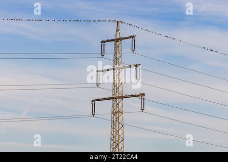 Viele Vögel und Singvögel sitzen auf einem Strommast oder den Stromleitungen, um sich auszuruhen Stockfoto