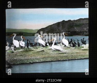 Handgemalte Glasrutsche von weißen Pelicans und doppelwandigen Kormoranen auf „Pelican Island“ in Tule Lake, Marsh Klamath. Aufgenommen von Finley und Bohlman während einer Fotoreise 1905 nach Klamath Marsh. Themen: Geschichte; Vögel; Zugvögel; Seen; Fotografie; Wildschutzgebiete. Lage: Oregon. Fish and Wildlife Service Site: KLAMATH MARSH NATIONAL WILDLIFE REFUGE. Sammlung: Vögel und Vogelpflege; Wildlife Refuges. Stockfoto