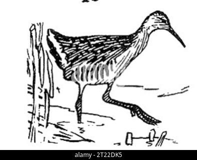 Eine Strichzeichnung einer Königsschiene (Rallus elegans), einem Watvogel, der in den Feuchtgebieten Nordamerikas beheimatet ist. Bekannt für seinen unverwechselbaren Ruf und seine langen Beine, besiedelt es Sümpfe und flache Gewässer. Stockfoto