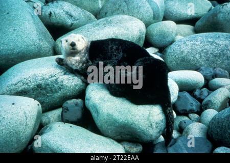 Ein Seeotter (Enhydra lutris) schwimmt auf seinem Rücken in Küstengewässern und nutzt seine Brust als Oberfläche, um Lebensmittel wie Muscheln zu handhaben. Stockfoto