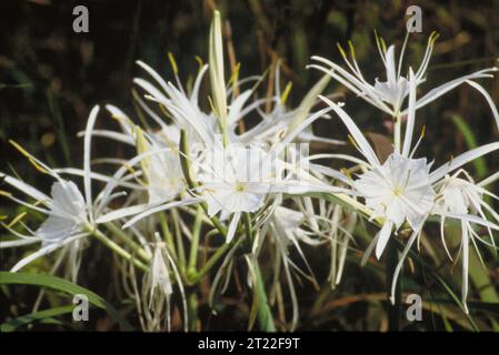 Schöpfer: Walton, LaVonda. Themen: Botanik; Pflanzen; Pflanzen; blühende Pflanzen; Mingo National Wildlife Refuge. . 1998 - 2011. Stockfoto