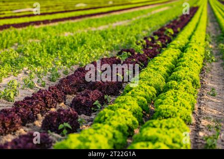 Viele Köpfe von grünem Lollo bionda und rotem Lollo rosso pflücken Salat auf einem Feld bis zum Horizont Stockfoto