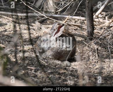 Das Kaninchen (Sylvilagus bachmani riparius) wird als vom Aussterben bedroht gelistet und ist ein kleiner Baumwollschwanz, eine von acht Unterarten von Kaninchen, die in Kalifornien beheimatet sind. Dieses ist im San Joaquin River National Wildlife Refuge im Cent von Kalifornien. Themen: Wildschutzgebiete; gefährdete Arten; Säugetiere. Lage: Kalifornien. Fish and Wildlife Service Site: SAN JOAQUIN RIVER NATIONAL WILDLIFE REFUGE. Stockfoto