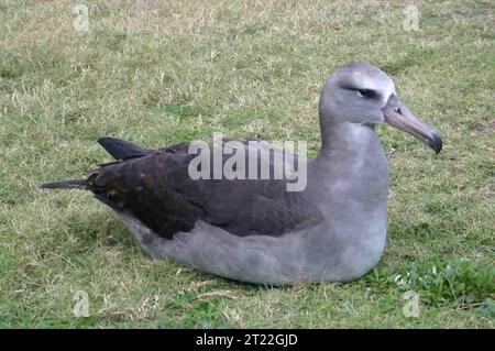 Dies ist ein Hybrid-Albatross, gekreuzt zwischen einem Laysan-Albatross und einem Schwarzfuß-Albatross im Midway Atoll National Wildlife Refuge. Themen: Vögel; Meeresvögel; Inseln; Wildschutzgebiete; tropische Umgebungen. Lage: Pazifikinseln. Fish and Wildlife Service Site: MIDWAY ATOLL NATIONAL WILDLIFE REFUGE. Stockfoto