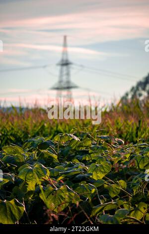 Wunderschönes landwirtschaftliches Feld vor dem Turm der Stromleitung, während der goldenen Stunde Stockfoto