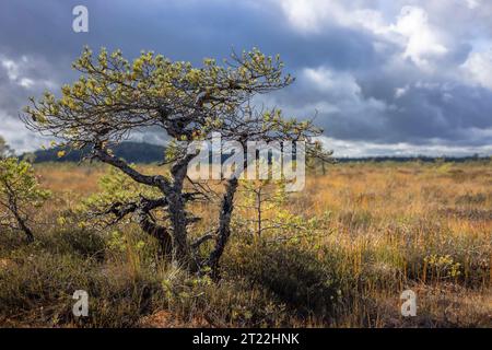 Eine kleine krumme Kiefer vor einem Nebelsumpf im Sommer Stockfoto