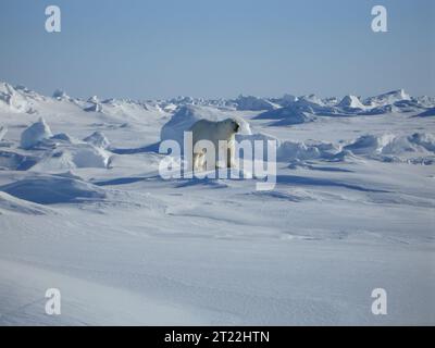 Ein männlicher Eisbär steht an der arktischen Küste in der Nähe von Kaktovik, Alaska. Themen: Säugetiere; Schnee. Lage: Alaska. Stockfoto