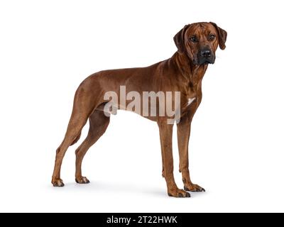 Hübscher, männlicher Rhodesian Ridgeback-Hund, seitlich stehend. Blick auf die Kamera. Isoliert auf weißem Hintergrund. Stockfoto