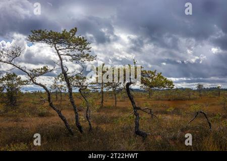 Eine kleine krumme Kiefer vor einem Nebelsumpf im Sommer Stockfoto