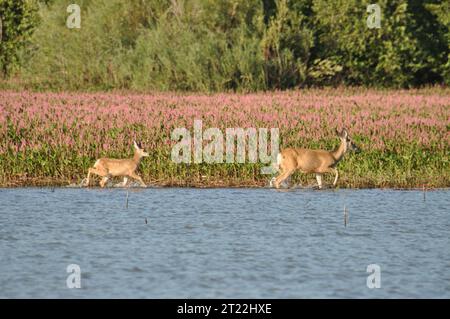 Hirschspaziergang an einem See im Deer Flat National Wildlife Refuge. Themen: Säugetiere; Seen; Wildschutzgebiete. Lage: Idaho. Fish and Wildlife Service Site: DEER FLAT NATIONAL WILDLIFE REFUGE. Stockfoto