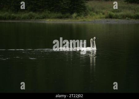 Ein Paar erwachsener Trompeterschwäne schwimmen mit ihren Zygneten auf einem Kenai National Wildlife Refuge Lake. Themen: Vögel; Seen; Wildschutzgebiete. Lage: Alaska. Fish and Wildlife Service Site: KENAI NATIONAL WILDLIFE REFUGE. Stockfoto