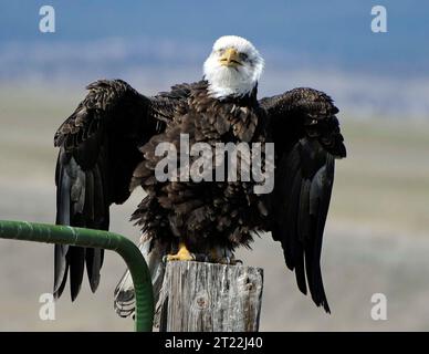 Ein Weißkopfseeadler ruht auf einem Zaunpfosten und streckt seine Flügel in einem Moment der Ruhe aus und symbolisiert die Majestät dieses amerikanischen Raubvogels. Stockfoto