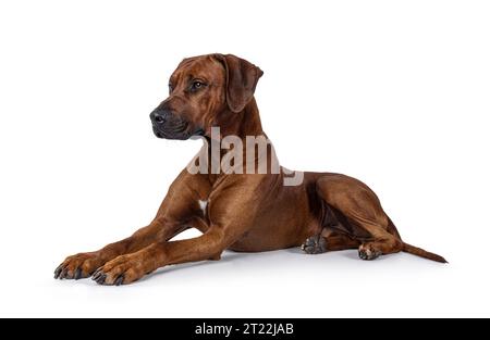 Hübscher, männlicher Rhodesian Ridgeback-Hund, der seitlich liegt. Blick seitlich von der Kamera weg. Isoliert auf weißem Hintergrund. Stockfoto