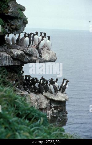 Über eine Million Murren - sowohl Dickschnabel als auch gewöhnliche leben auf St. George Island auf den Pribilof-Inseln. Themen: Vögel; Meeresvögel; Aleutianer; Alaska Maritime National Wildlife Refuge; Pribilof Islands; St. George Island; Alaska. . 1998 - 2011. Stockfoto