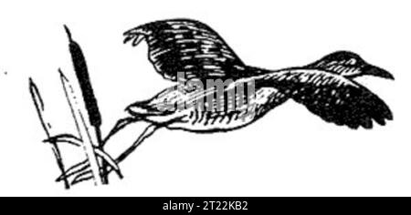 Die Königsschiene (Rallus elegans) ist ein großer Watvogel, der in Süßwassermooren gefunden wird und hier in detaillierter Strichkunst dargestellt wird. Stockfoto