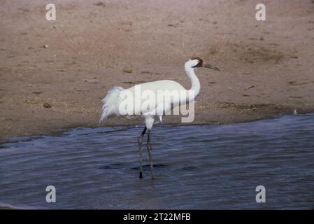 Ein Keuchkran (Grus americana) steht im flachen Feuchtwasser, einer der seltensten und höchsten Vogelarten Nordamerikas, bekannt für sein weißes Gefieder und die rote Krone. Stockfoto