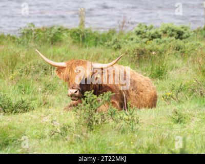 Ein Hochlandvieh mit braunem zotteligem Fell und großen Hörnern liegt auf einer grünen Weide Stockfoto