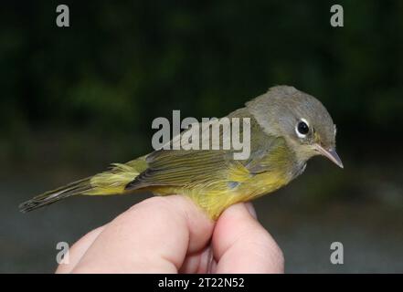 Ein mit Orangen gekrönter Gratler wird während des Vogelstreifens im Bureau of Land Management Campbell Tract in Anchorage, Alaska, zu Überwachungs- und Forschungszwecken sanft gehalten. Stockfoto