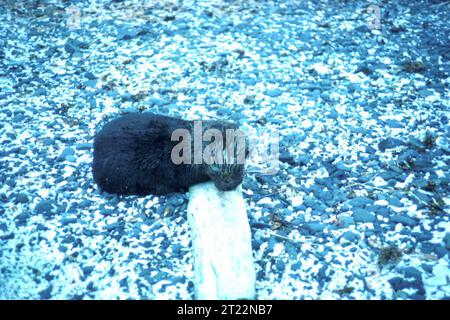 Ein Seeotter, Enhydra lutris, schwimmt auf seinem Rücken in Küstengewässern und verwendet sein dickes Fell für Isolierung und Auftrieb. Stockfoto