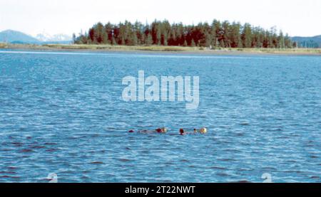 Ein Seeotter schwimmt auf seinem Rücken in Küstengewässern und verwendet sein dickes Fell als Isolierung. Dieses Meeressäugetier kommt in küstennahen Umgebungen im Nordpazifik vor. Stockfoto
