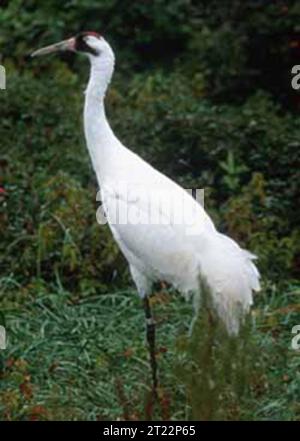 Der Keuchkran (Grus americana) ist einer der höchsten Vögel Nordamerikas. Bekannt für sein markantes weißes Gefieder und seinen lauten Ruf, ist es in Feuchtgebieten und Sümpfen zu finden. Aufgrund der Jagd und der Zerstörung von Lebensräumen war die Art fast aussterben, hat sich aber aufgrund der Erhaltungsbemühungen erholt. Stockfoto