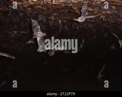 Die in Wüstenhabitaten vorkommende Lonsnasenfledermaus ist ein wichtiger Bestäuber. Sie wandert zwischen Mexiko und dem Südwesten der Vereinigten Staaten, wo sie eine Schlüsselrolle bei der Erhaltung der Gesundheit der lokalen Ökosysteme spielt. Stockfoto