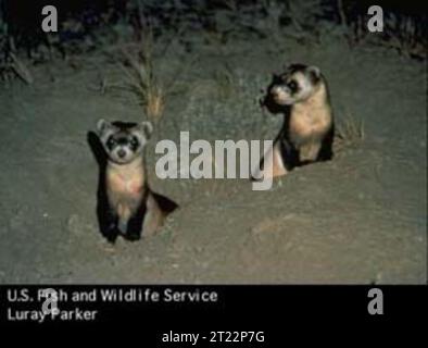 Das Schwarzfußferret (Mustela nigripes) ist ein stark gefährdeter Fleischfresser, der in den Great Plains in Nordamerika beheimatet ist. Die Erhaltungsbemühungen konzentrieren sich auf die Wiederherstellung der Bevölkerung aufgrund von Lebensraumverlusten und Krankheiten. Stockfoto