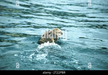 Ein Seeotter (Enhydra lutris) schwimmt auf seinem Rücken im Wasser und benutzt Werkzeuge, um Muscheln aufzubrechen. Diese Meeressäuger sind der Schlüssel zur Erhaltung der Ökosysteme des Seetangwaldes. Stockfoto