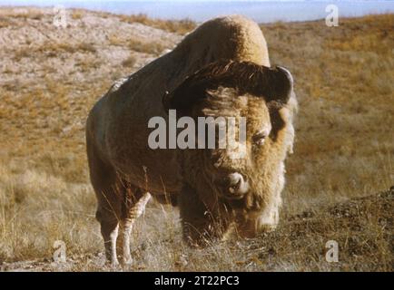Das Bison ist ein großes Säugetier, das einst in riesigen Herden durch Nordamerika wanderte. Heute kommen Bisonpopulationen vor allem in Schutzgebieten vor, wo sie zur Erhaltung des ökologischen Gleichgewichts der Grünlandökosysteme beitragen. Stockfoto