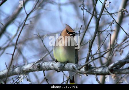 Zedernwachs sitzt im Winter auf einem Ast. Themen: Vögel. Stockfoto