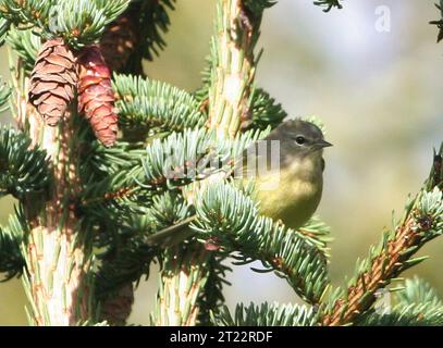 Der orange-gekrönte Warbler ist ein kleiner singvogel, der typischerweise in Wäldern, buschigen Gebieten und Wäldern zu finden ist. Dieses Foto wurde in Alaska aufgenommen, wo die Art während der Sommermonate wandert. Stockfoto