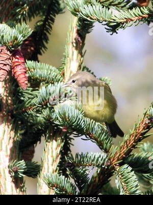 Der orangengekrönte Warbler ist ein kleiner Zugvogel, der im Westen Nordamerikas häufig vorkommt. Sie ist bekannt für ihre olivgrünen Federn und die dezente orangefarbene Krone, die nur bei bestimmten Lichtverhältnissen sichtbar ist. Sie besiedelt typischerweise Sträucher, Wälder und Uferzonen. Stockfoto