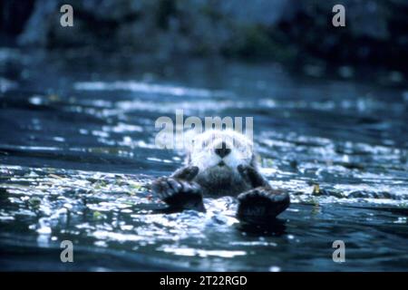 Ein Sea Otter schwimmt im Wasser und zeigt sein natürliches Verhalten. Der Seeotter ist bekannt für seine Verwendung von Werkzeugen wie Felsen, um Muscheln aufzubrechen. Er ist eine wichtige Art in den Ökosystemen des Seetangwaldes. Sie sind sehr sozial und verbringen einen Großteil ihrer Zeit im Wasser. Stockfoto