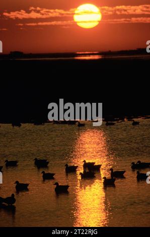 Sonnenaufgang. Themen: Szenarien; Feuchtgebiete. Lage: Maryland. Fish and Wildlife Service Site: BLACKWATER NATIONAL WILDLIFE REFUGE. . 1998 - 2011. Stockfoto