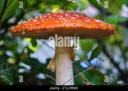 Tiefwinkelansicht des Fruchtkörpers der Fliegenpilze (Amanita muscaria) mit grünen Blättern im Hintergrund Stockfoto