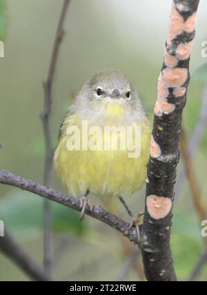 Der orange-gekrönte Warbler ist ein kleiner insektenfressender Vogel, der im Sommer in Alaska zu finden ist. Sie wird an ihrer subtilen orangefarbenen Krone erkannt und wird häufig in Sträuchern und Waldgebieten beobachtet. Dieser Grasfänger ist wandernd und bewegt sich über den Winter nach Süden. Stockfoto
