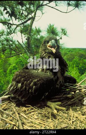 Ein Weißkopfseeadler, oder Adler, ruht in seinem Nest, was die frühen Entwicklungsstadien dieser legendären nordamerikanischen Raptorart darstellt. Stockfoto
