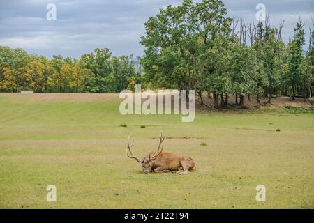 Bild eines Hirsches, der auf dem Gras liegt. Ruht an einem Herbsttag. Tschechisch Stockfoto